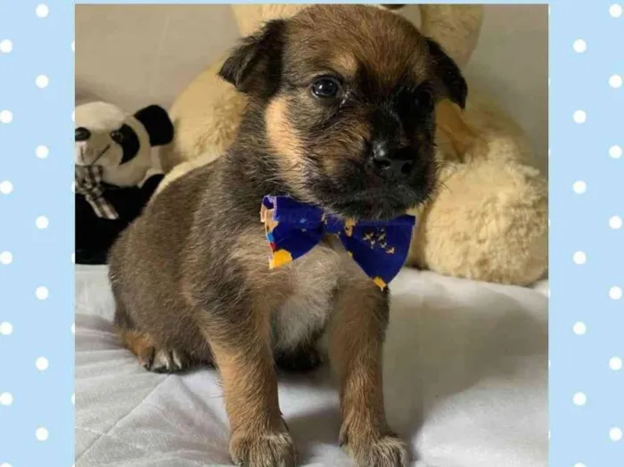 Cachorro raça  idade Abaixo de 2 meses nome Sushi 