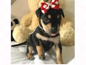 Cachorro raça  idade Abaixo de 2 meses nome Amora 