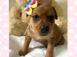 Cachorro raça  idade Abaixo de 2 meses nome Pipoca 