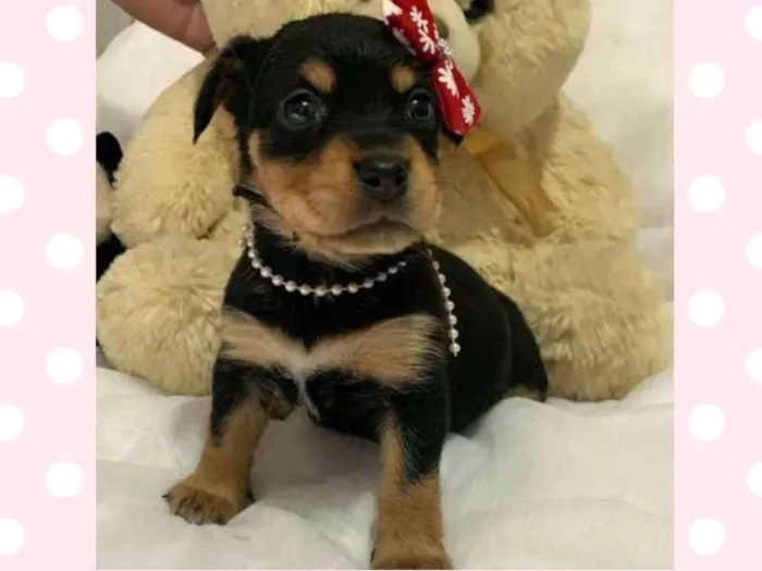 Cachorro raça  idade Abaixo de 2 meses nome Cacau