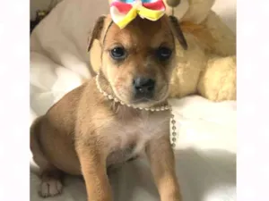 Cachorro raça  idade Abaixo de 2 meses nome Mel 