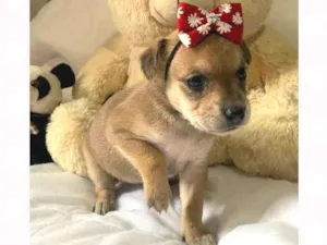 Cachorro raça  idade Abaixo de 2 meses nome Nutella 