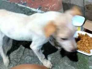 Cachorro raça Não sei idade 2 anos nome Não sei