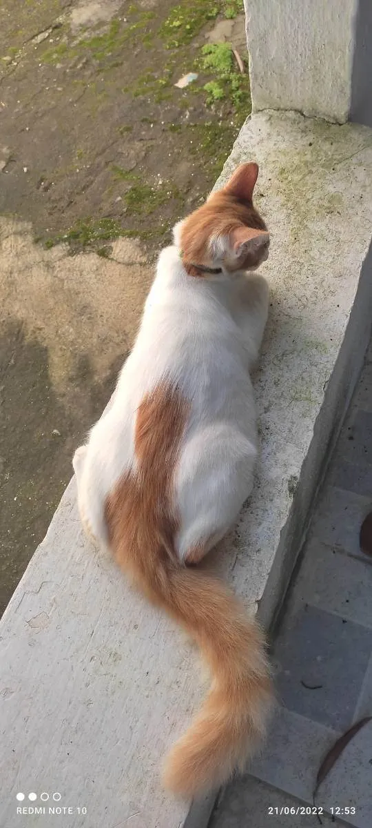 Gato ra a Srd idade 7 a 11 meses nome Caramelo 