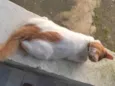Caramelo 