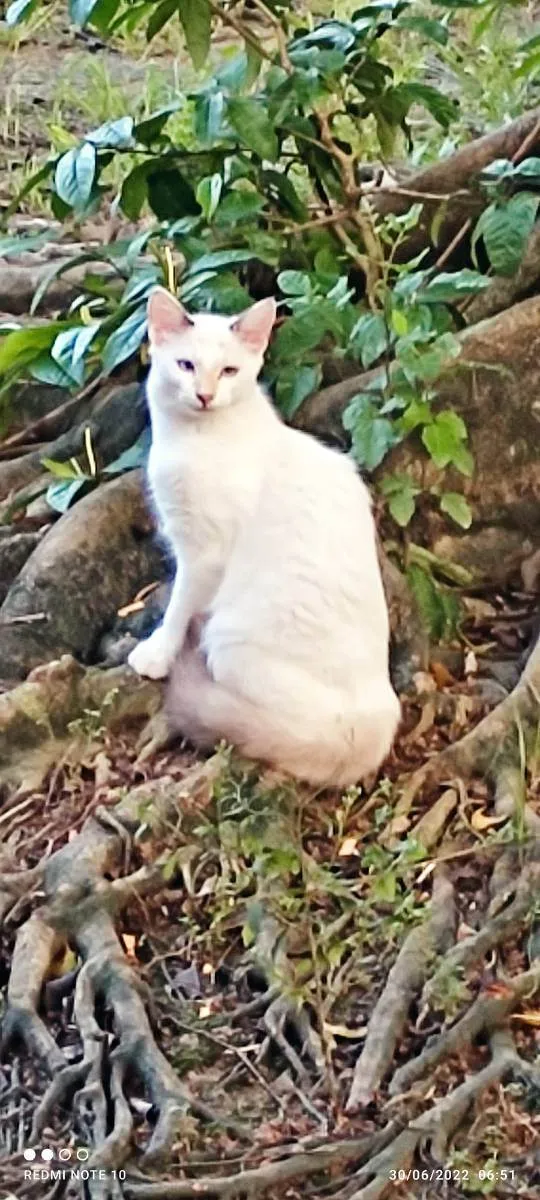 Gato ra a Srd idade 7 a 11 meses nome Lilih