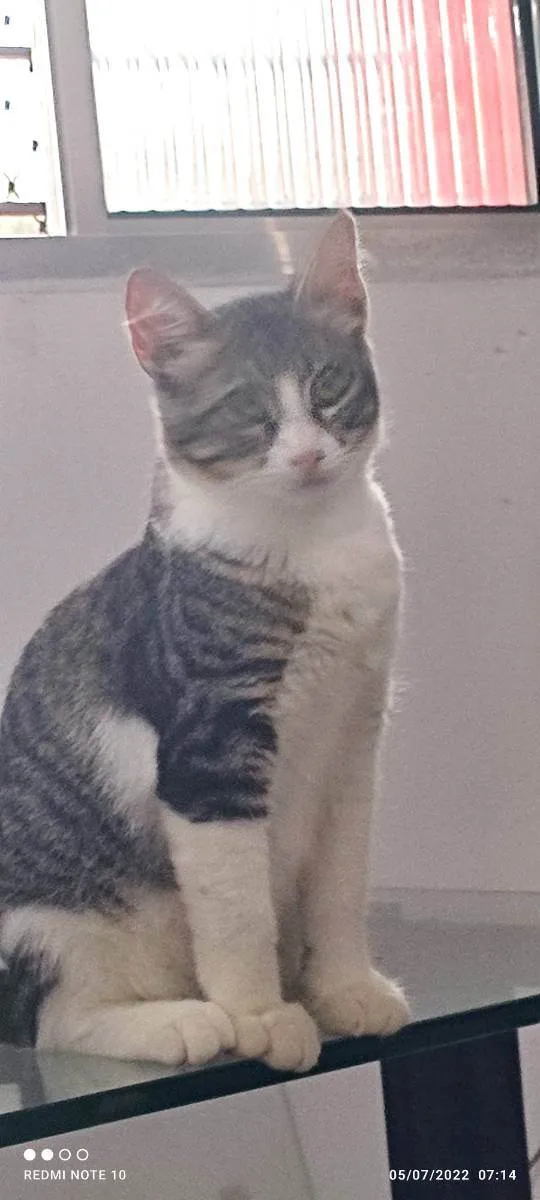 Gato ra a Srd idade 2 a 6 meses nome Dora