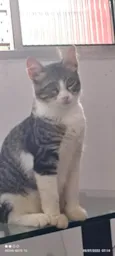 Dora