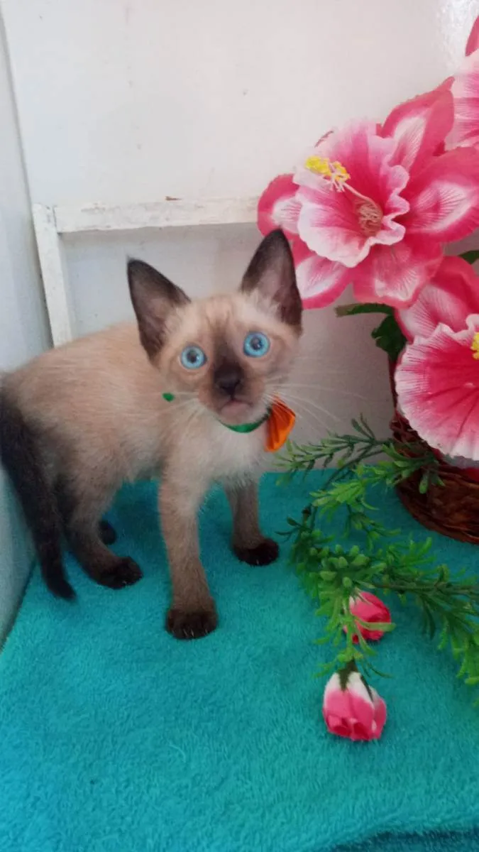 Gato ra a Siamesa idade 2 a 6 meses nome Fofura