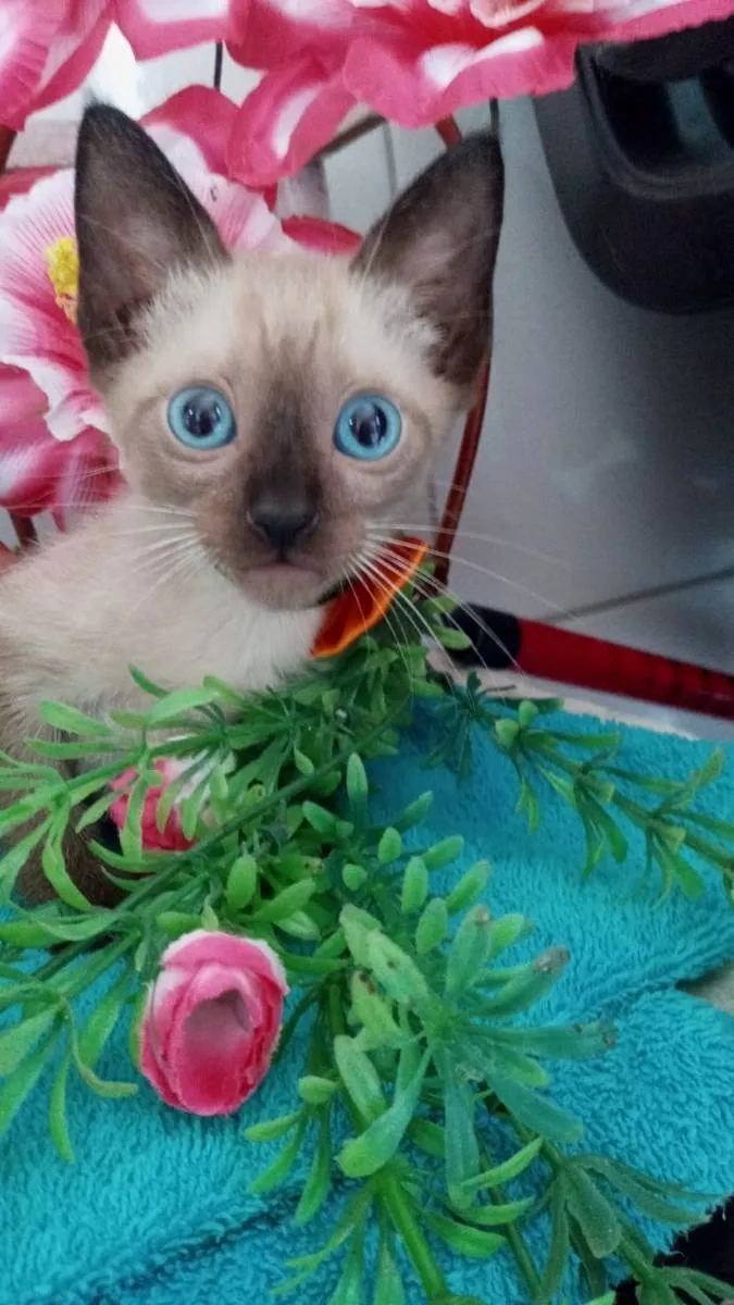 Gato ra a Siamesa idade 2 a 6 meses nome Fofura
