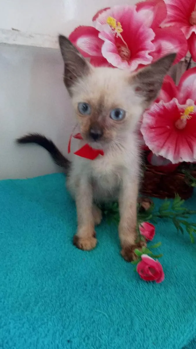 Gato ra a Siamesa idade 2 a 6 meses nome Fofura