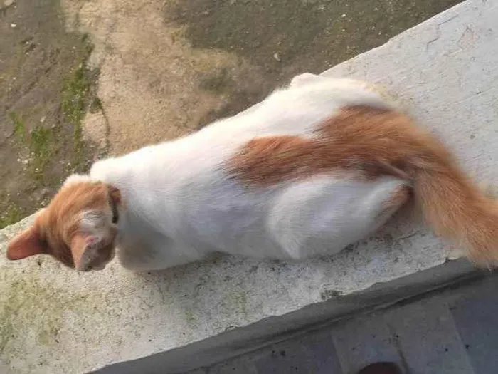 Gato ra a Srd idade 7 a 11 meses nome Caramelo 