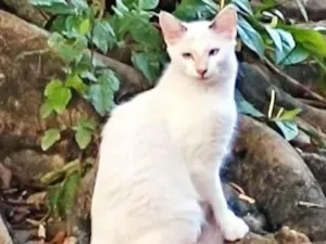 Gato raça Srd idade 7 a 11 meses nome Lilih