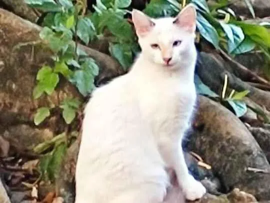 Gato ra a Srd idade 7 a 11 meses nome Lilih