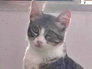 Gato raça Srd idade 2 a 6 meses nome Dora