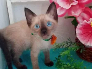 Gato raça Siamesa idade 2 a 6 meses nome Fofura