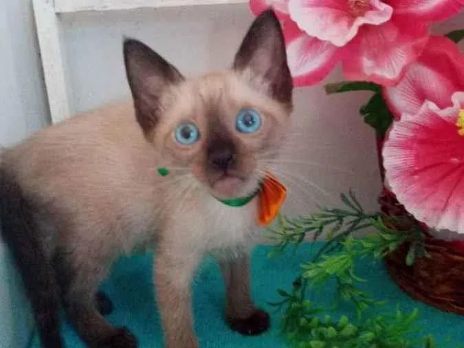 Gato ra a Siamesa idade 2 a 6 meses nome Fofura