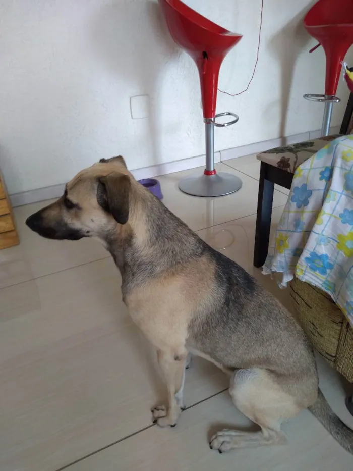 Cachorro ra a Mista idade 2 anos nome Simba