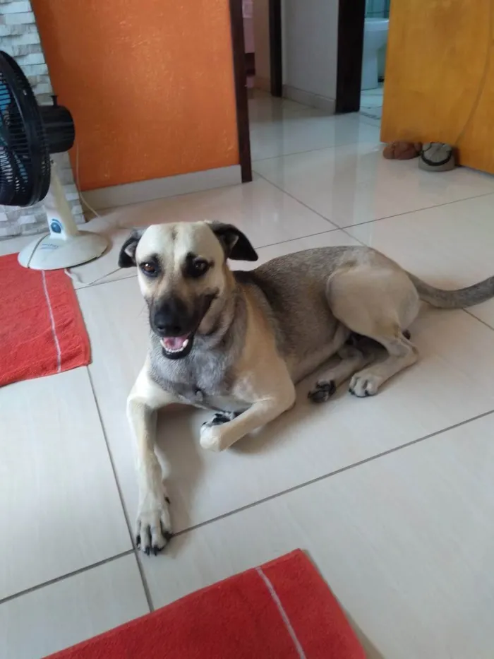 Cachorro ra a Mista idade 2 anos nome Simba