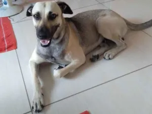 Cachorro raça Mista idade 2 anos nome Simba