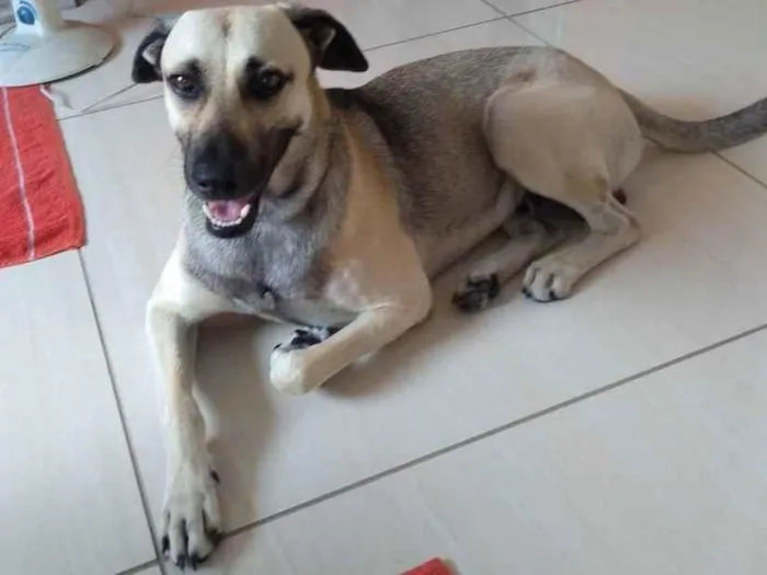 Cachorro ra a Mista idade 2 anos nome Simba