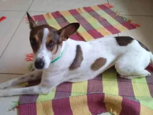 Cachorro raça Mista idade 3 anos nome Lilly