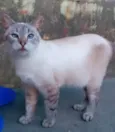 Coelhinha
