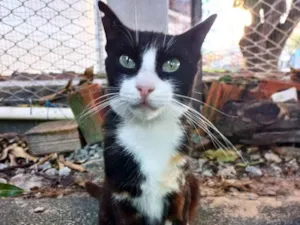Gato raça SRD idade 1 ano nome Abigail