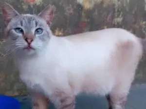 Gato raça SRD idade 2 anos nome Coelhinha