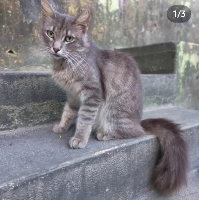 Gato ra a SRD idade 2 anos nome Eva