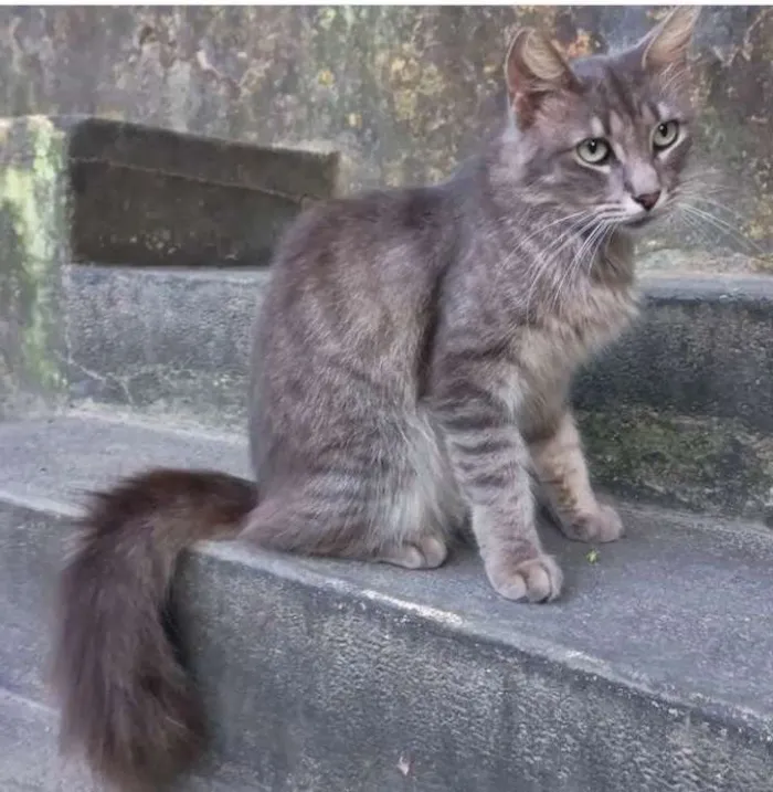 Gato ra a SRD idade 2 anos nome Eva