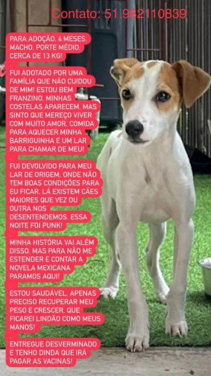 Cachorro ra a SRD idade 2 a 6 meses nome Franzino