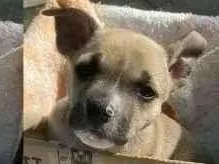 Cachorro raça SRD idade 7 a 11 meses nome Doguinho