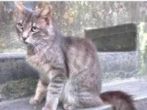 Gato raça SRD idade 2 anos nome Eva