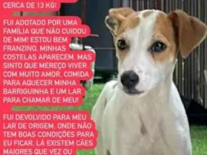 Cachorro raça SRD idade 2 a 6 meses nome Franzino