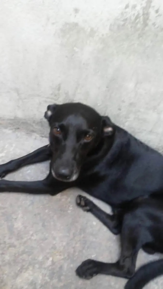 Cachorro ra a Vira lata idade 2 anos nome Zezinho 