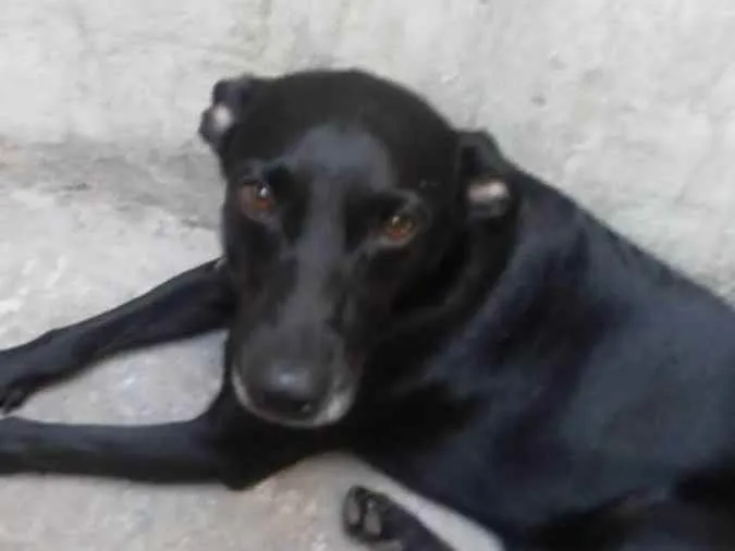 Cachorro ra a Vira lata idade 2 anos nome Zezinho 