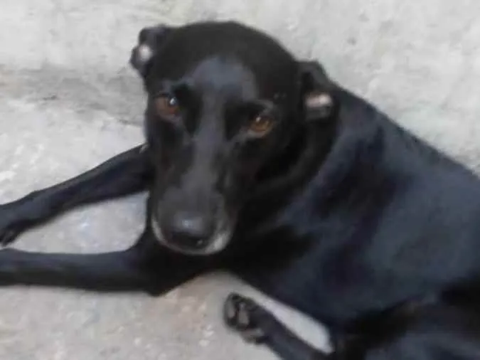 Cachorro ra a Vira lata idade 2 anos nome Zezinho 