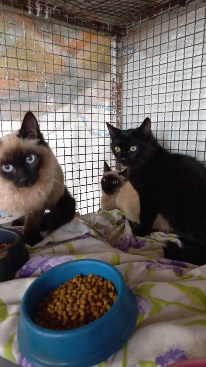 Gato raça SRD idade 2 a 6 meses nome Sem nome