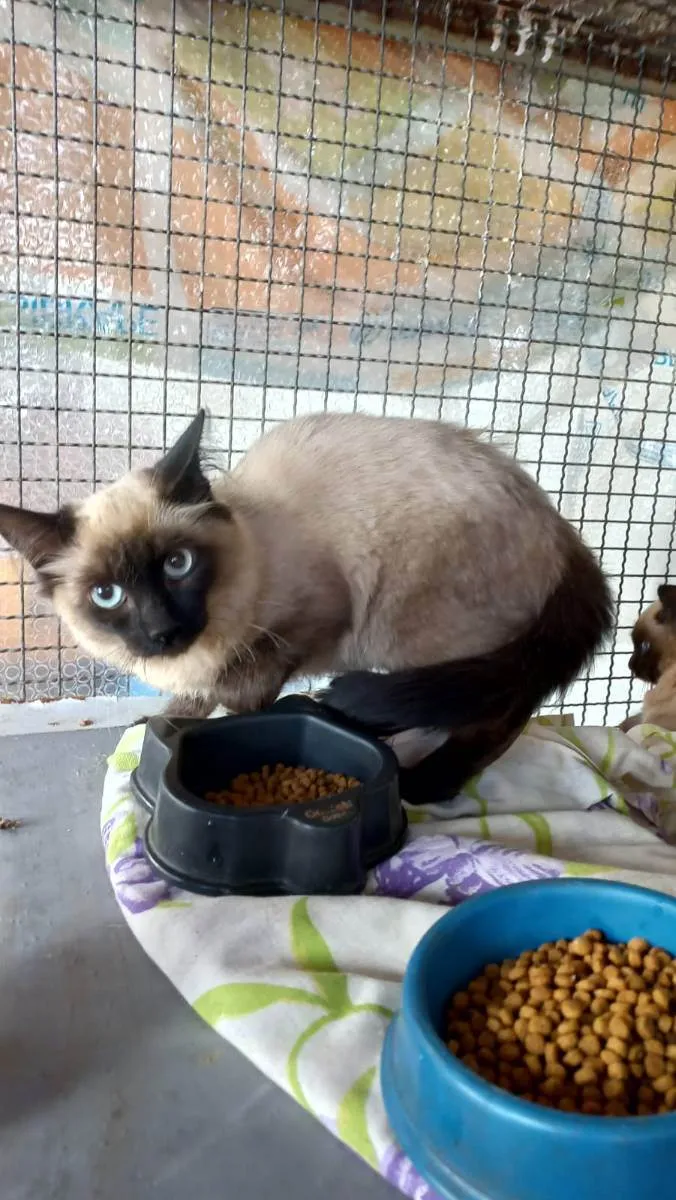 Gato raça SRD idade 2 a 6 meses nome Sem nome