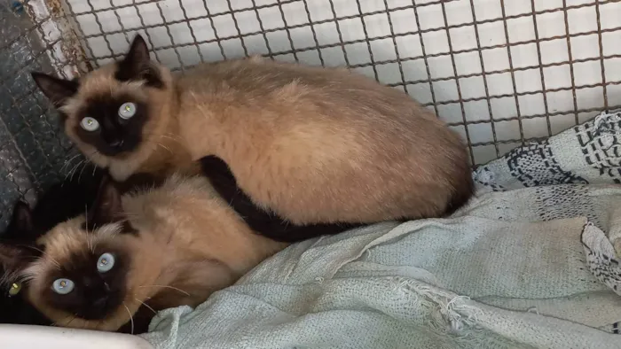 Gato raça SRD idade 2 a 6 meses nome Sem nome