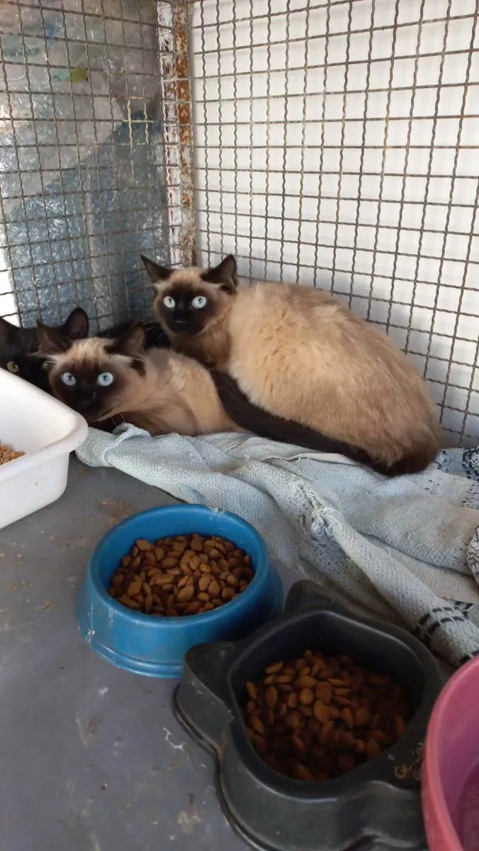 Gato raça SRD idade 2 a 6 meses nome Sem nome