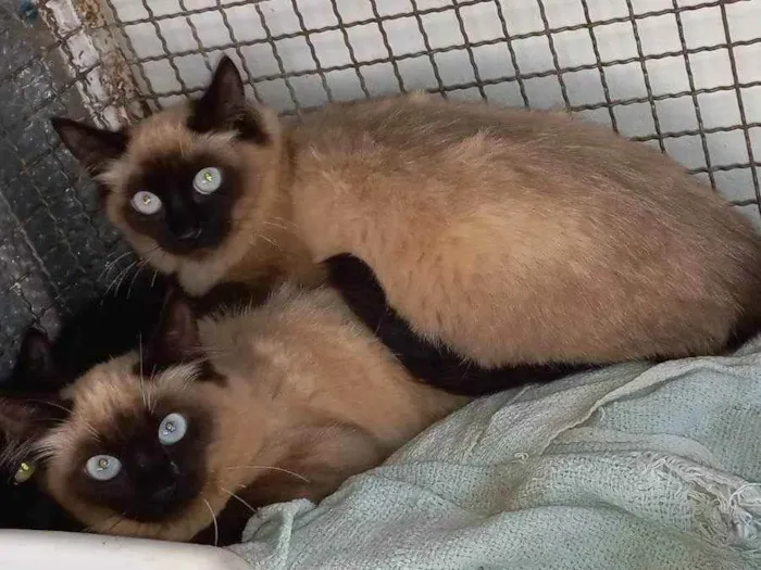 Gato raça SRD idade 2 a 6 meses nome Sem nome