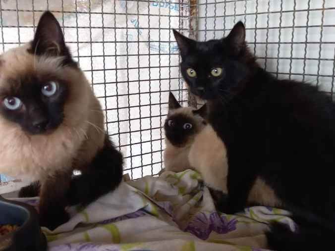 Gato raça SRD idade 2 a 6 meses nome Sem nome