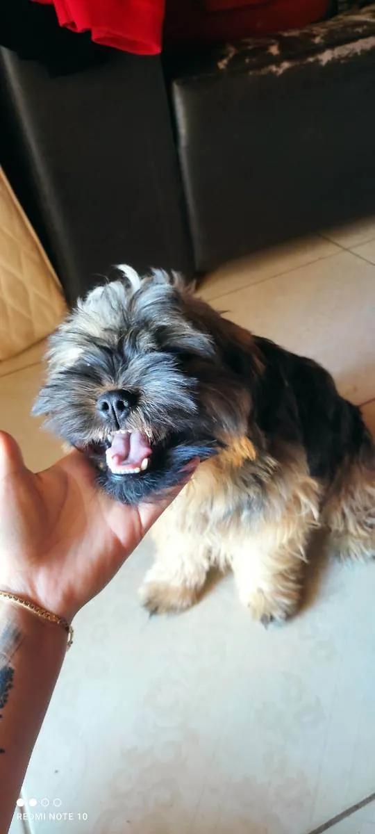 Cachorro raça shih tzu idade 7 a 11 meses nome Pipoca