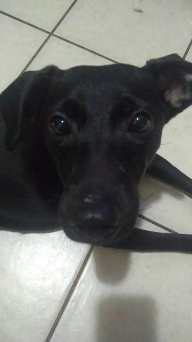 Cachorro ra a Vira lata idade 7 a 11 meses nome Belinha