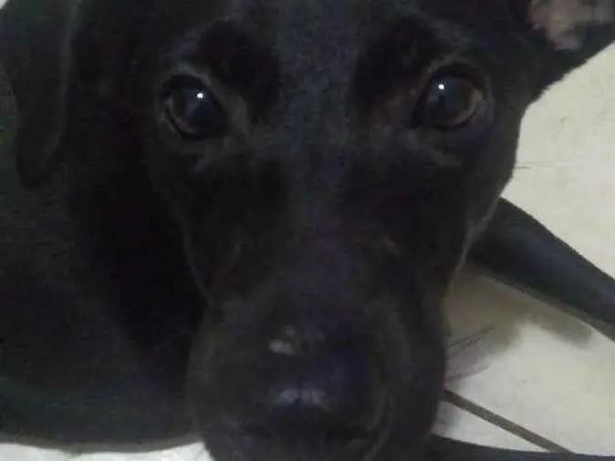 Cachorro ra a Vira lata idade 7 a 11 meses nome Belinha