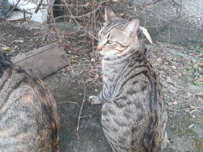 Gato ra a SRD idade 7 a 11 meses nome Guilherme Heitor