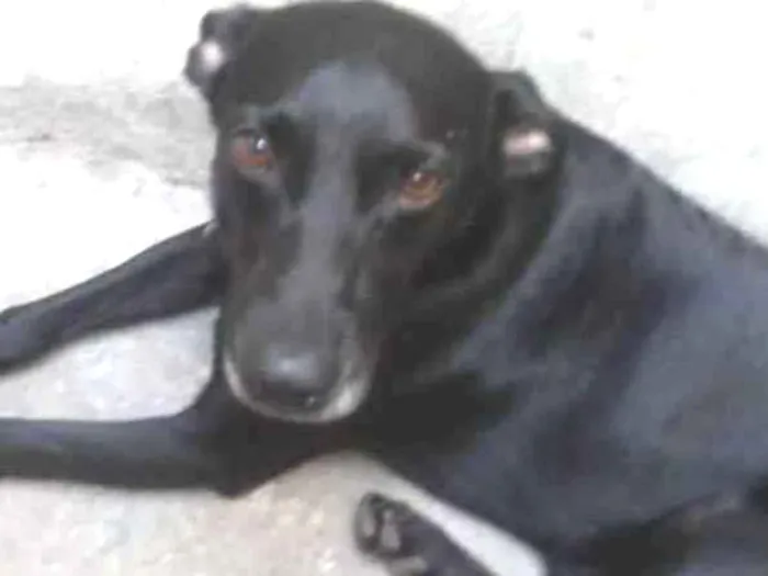 Cachorro ra a Vira lata idade 2 anos nome Zezinho 