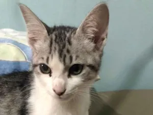 Gato raça  idade 2 a 6 meses nome Nuvem